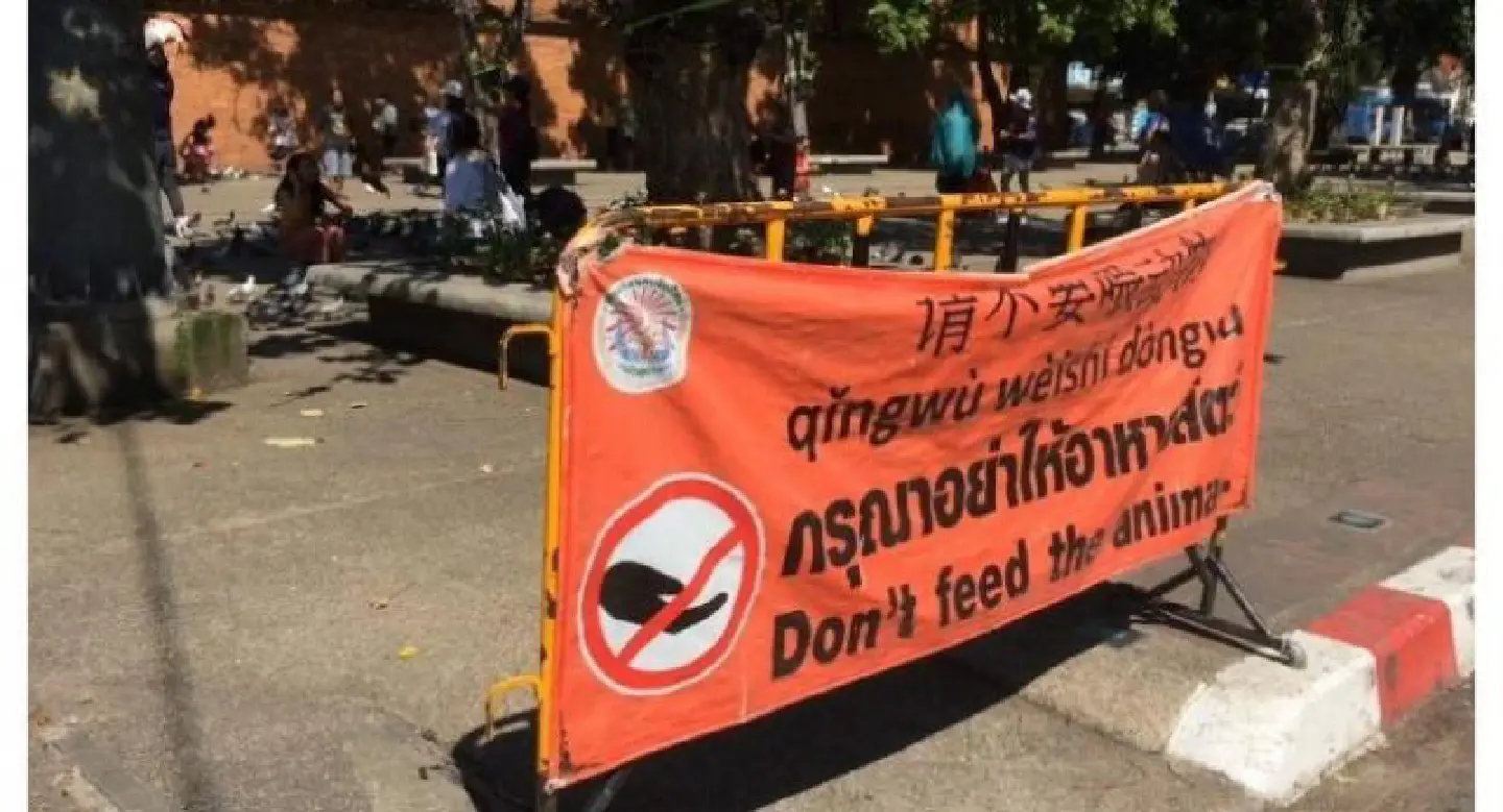 Chiang Mai tries to stamp out pigeon feeding