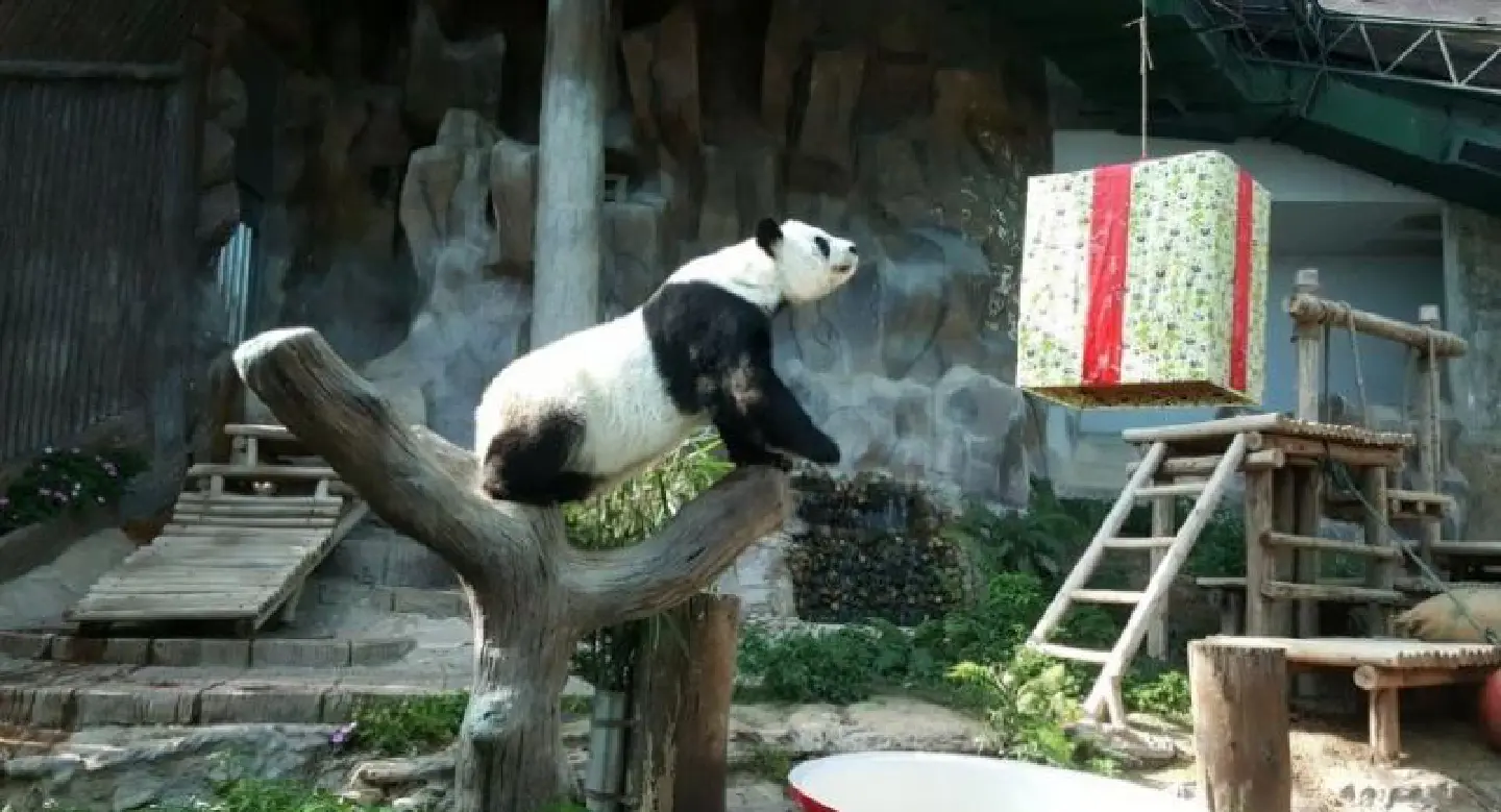 Chiang Mai holds birthday party for panda Lin Hui