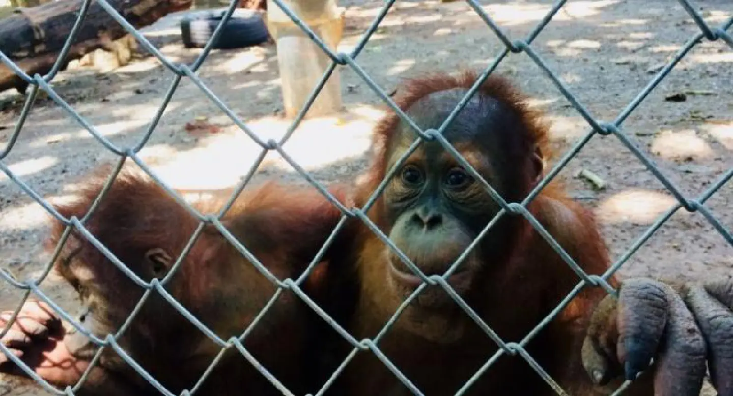 SPECIAL REPORT:Wildlife trafficking: a global scourge