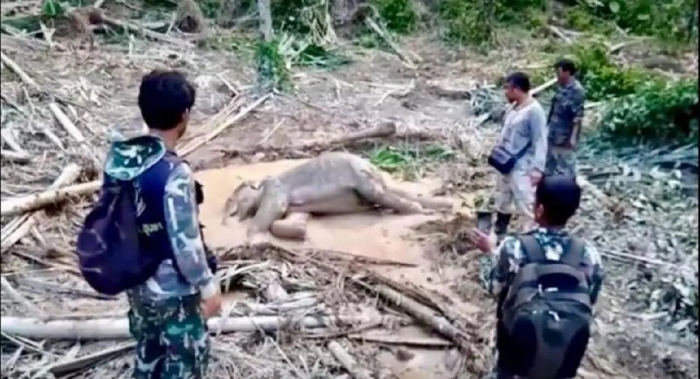 Three-year-old wild elephant rescued after fall from mountain in Chumphon Three-year-old wild elephant rescued after fall from mountain in Chumphon