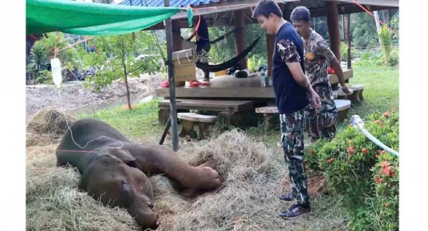 Baby elephant stranded in muddy pit for two days rescued Baby elephant stranded in muddy pit for two days rescued