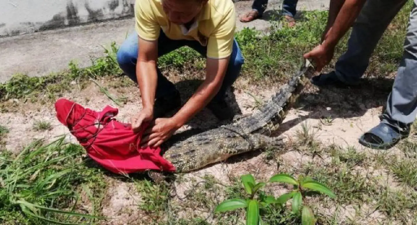 Two-metre crocodile caught in Krabi