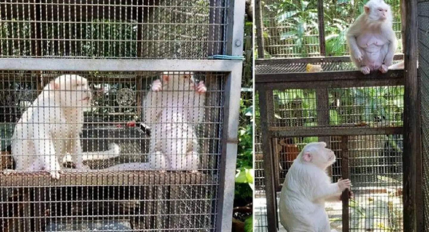 Bangkok raid finds 21 wild animals Bangkok raid finds 21 wild animals
