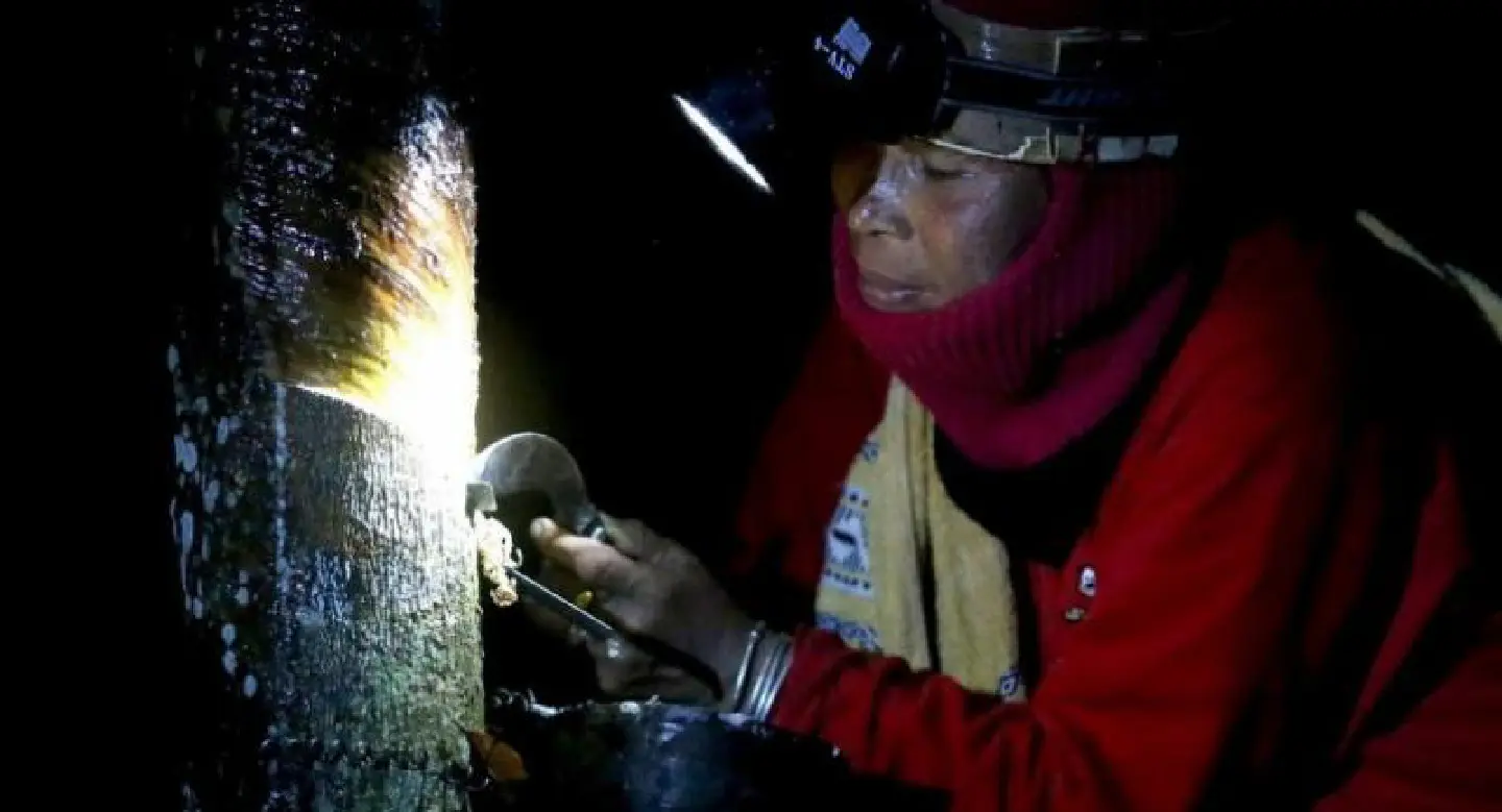 Ministry to compensate rubber growers