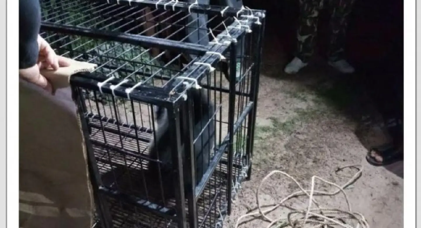 Bear cub in custody, parents still at large Bear cub in custody, parents still at large
