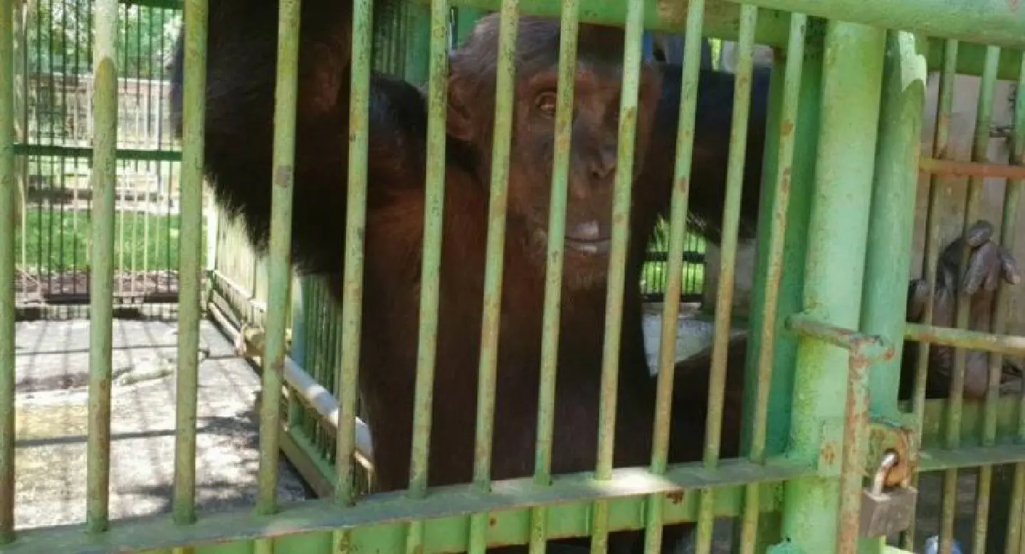 Chimpanzee ‘Natalie’ leaves for Britain