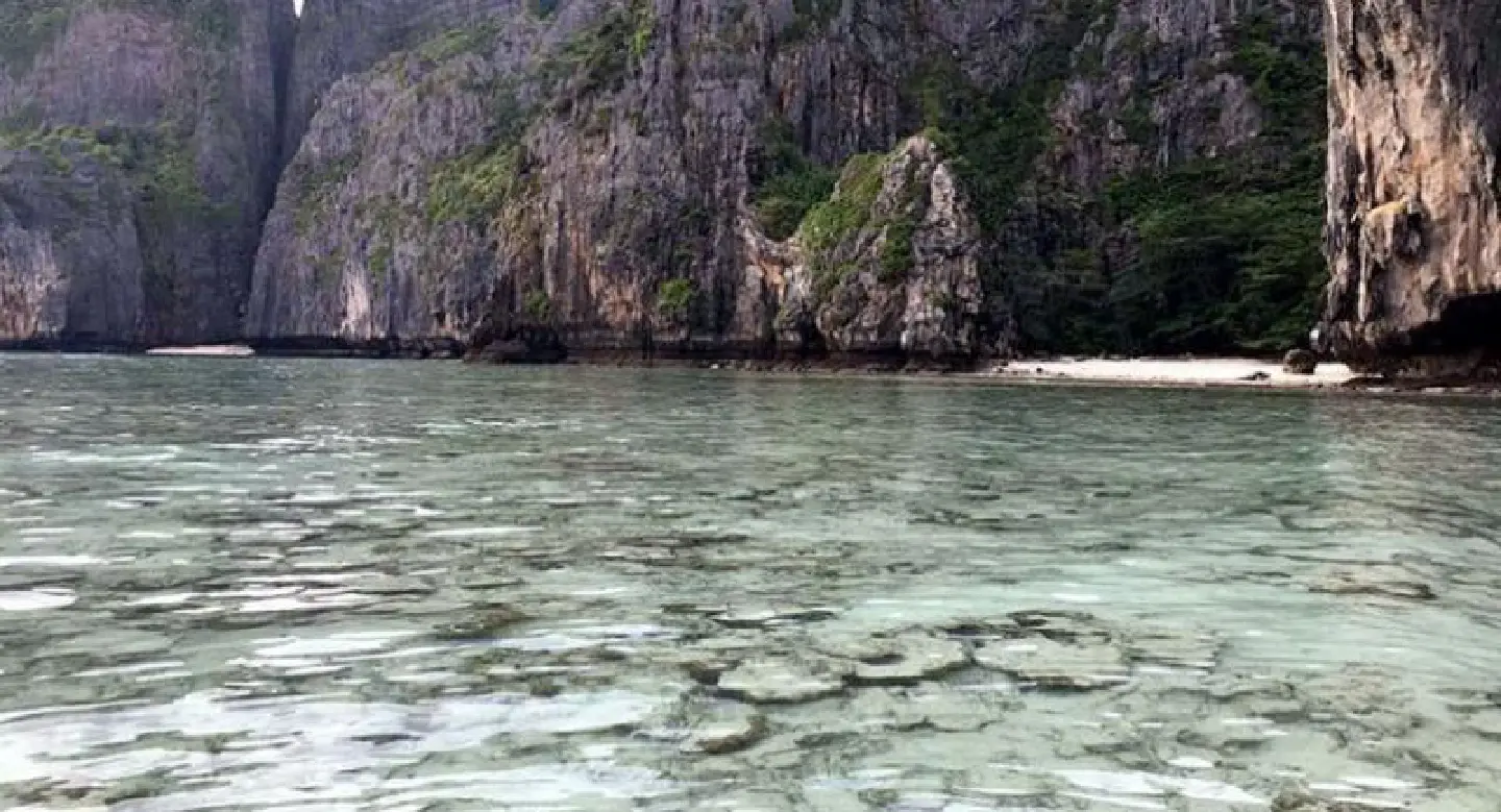 Corals in Maya Bay far from ready for tourism pressure, say experts