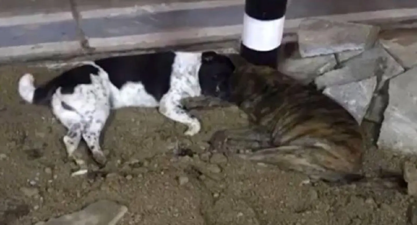 Dog pals electrocuted in Tak after power cable left uncovered