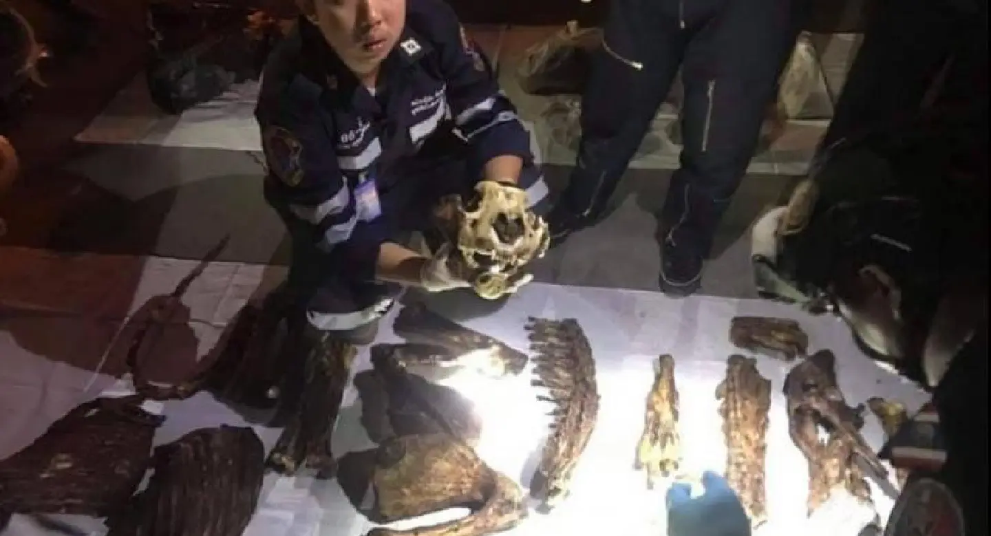 Two arrested for bid to smuggle body parts of whole tiger Two arrested for bid to smuggle body parts of whole tiger