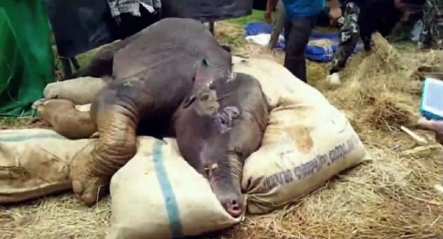 Young elephant dies, 13 days after being rescued from pit Young elephant dies, 13 days after being rescued from pit