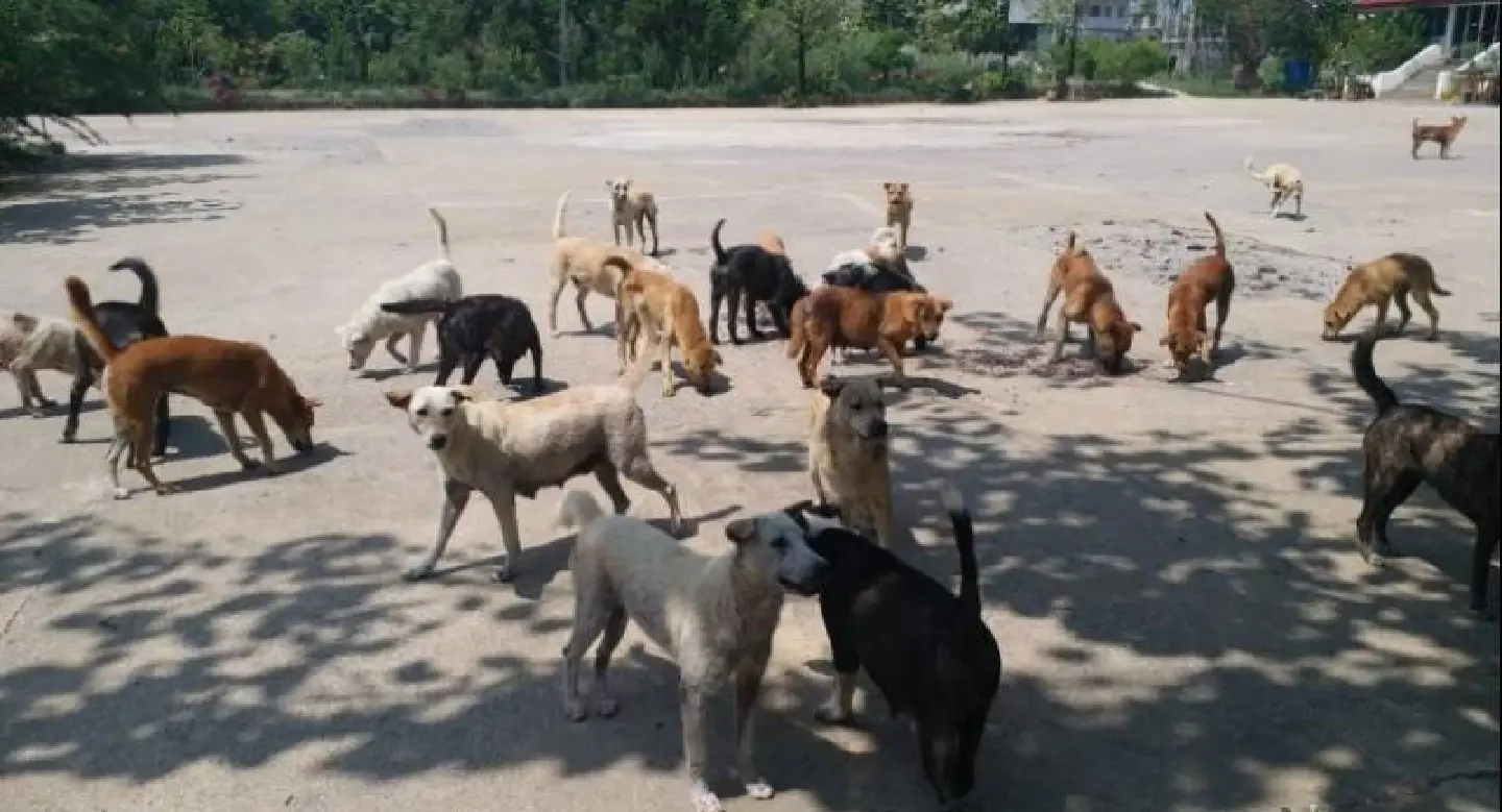 Two million stray cats and dogs by 2027 if no action taken to register and sterilise, forum told Two million stray cats and dogs by 2027 if no action taken to register and sterilise, forum told