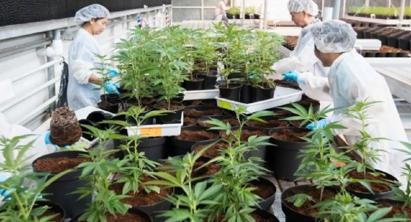 Canada legalizes marijuana for recreational use Canada legalizes marijuana for recreational use