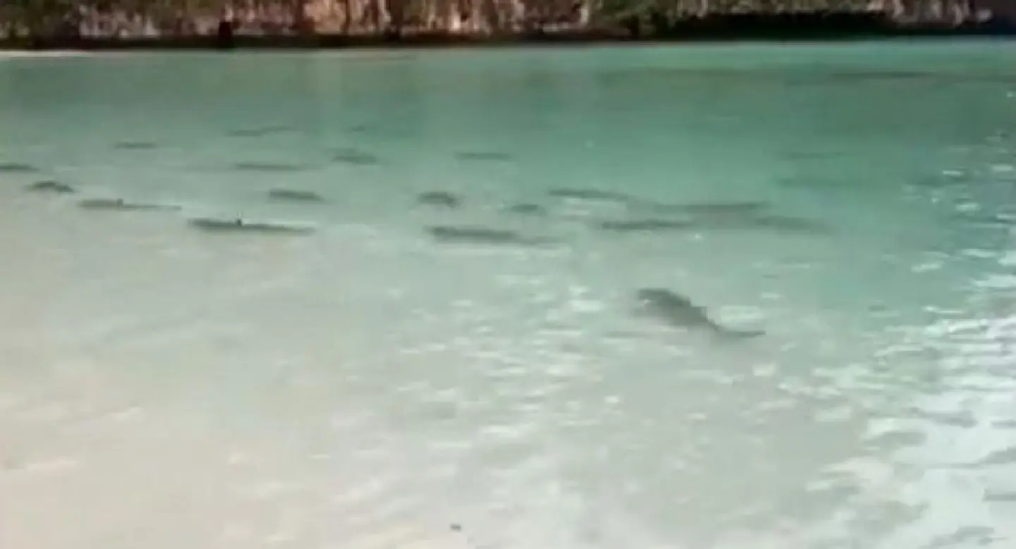 Maya Bay recovering: biologist Maya Bay recovering: biologist