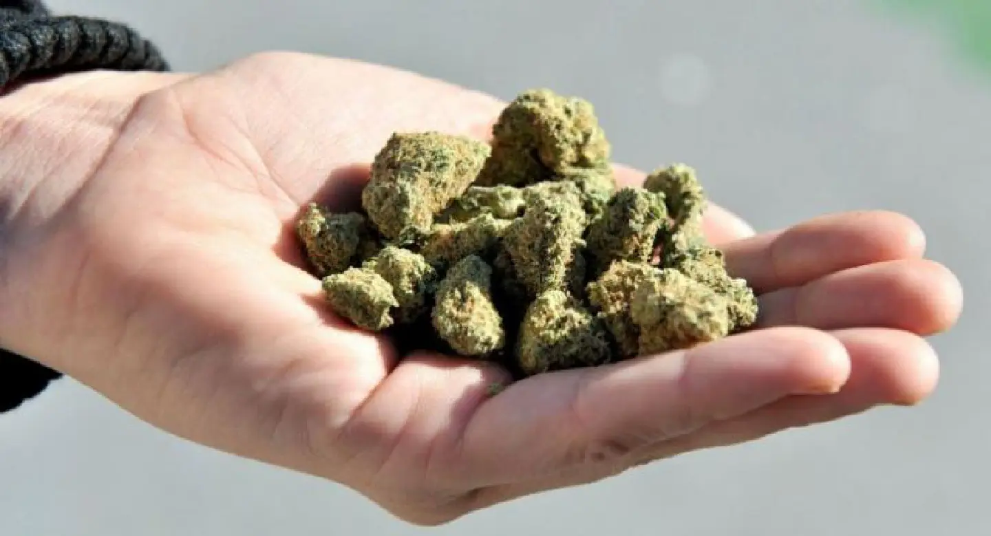 Notice from FDA quickest way to legalise marijuana, says GPO chairman Notice from FDA quickest way to legalise marijuana, says GPO chairman