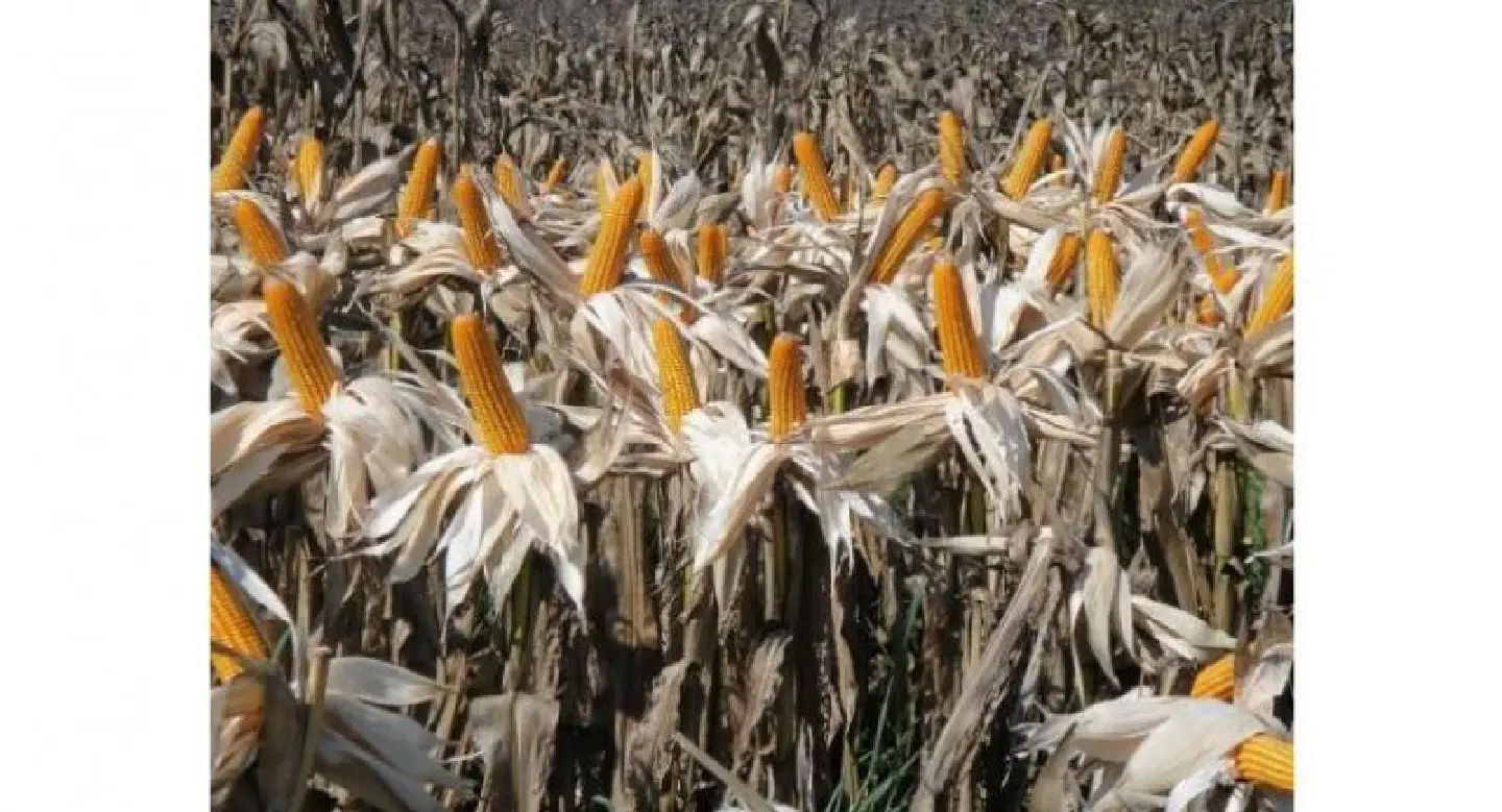 Scheme aims to shift farmers to corn from off-season rice