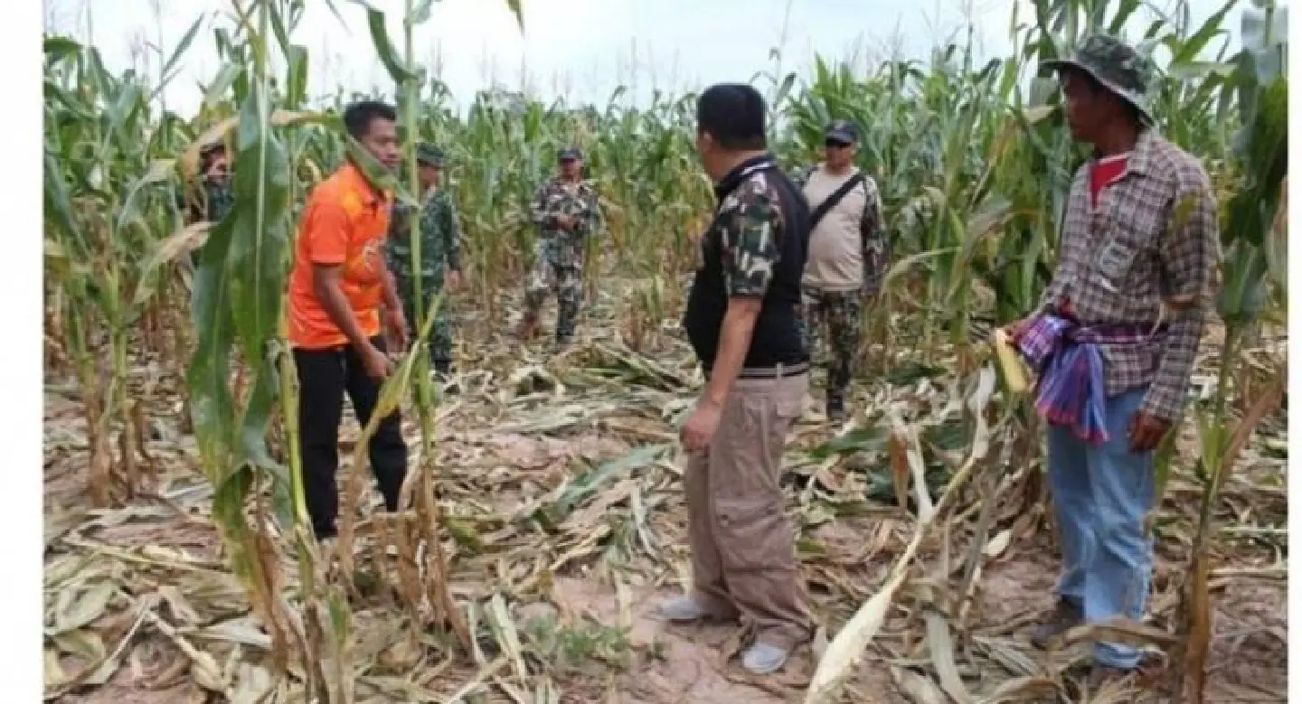 Elephants ruin Korat corn harvest Elephants ruin Korat corn harvest