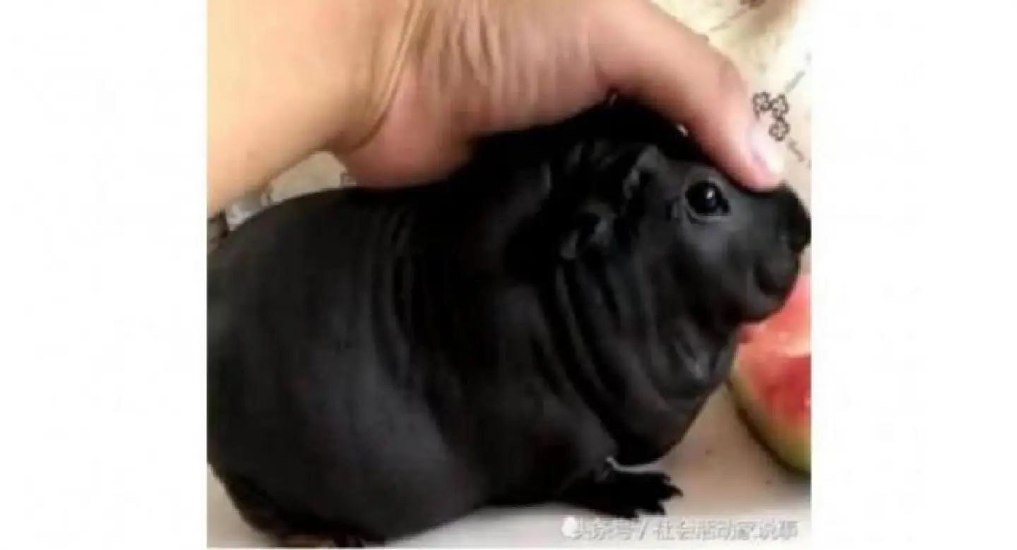 Lonely Chinese man buys pet 'puppy', only to realise later it is a bamboo rat