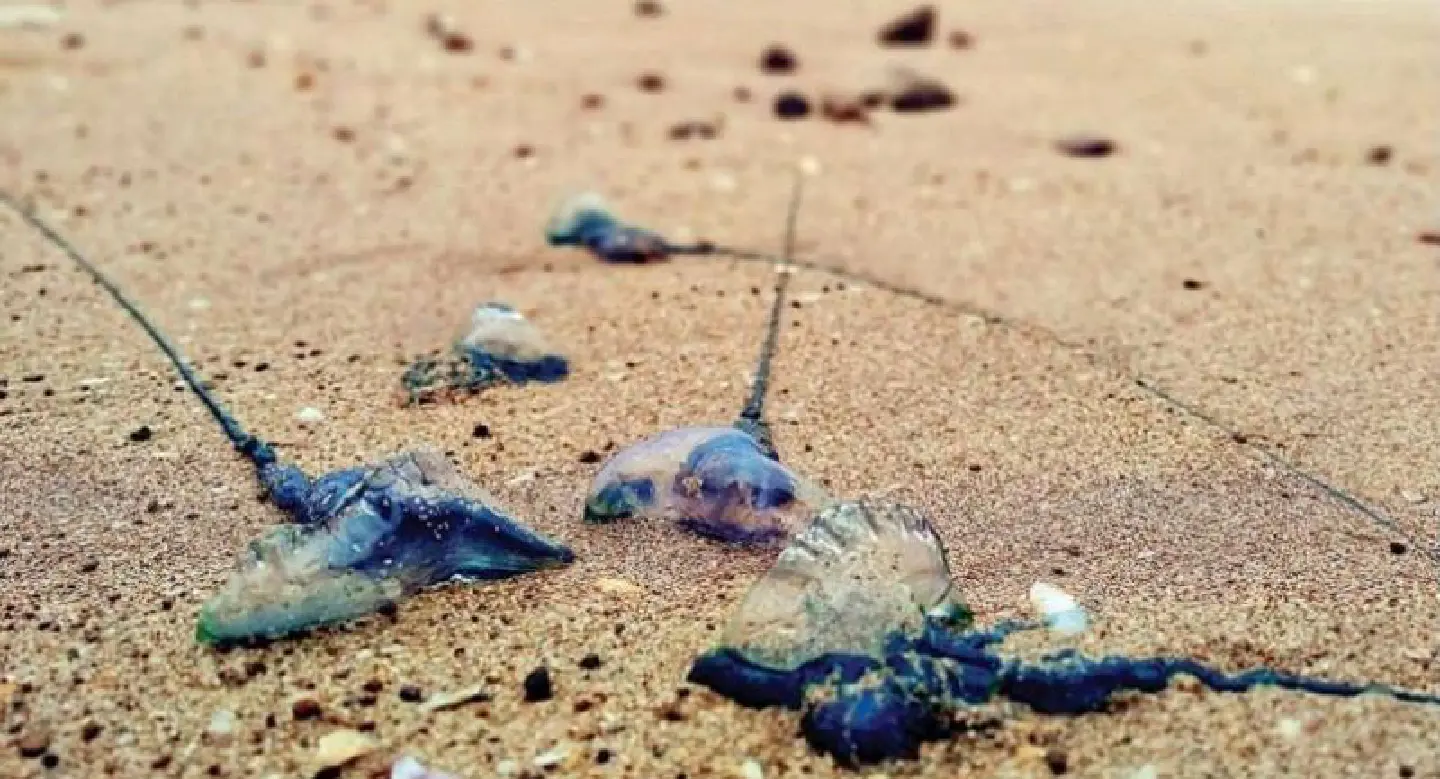 Phuket tourists stung, but not by actual jellyfish Phuket tourists stung, but not by actual jellyfish