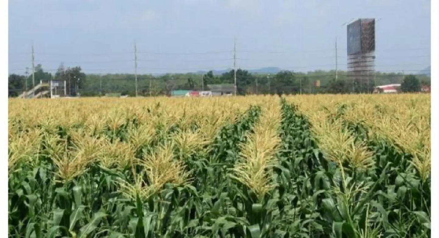 Officials get orders to wean farmers off rice