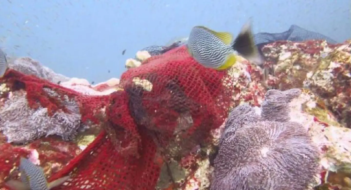 Illegal fishing key threat to reefs Illegal fishing key threat to reefs