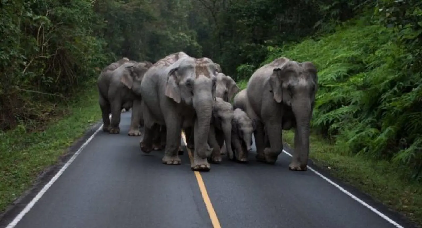 Motorists warned of wild elephants parading on road in Prachin Buri Motorists warned of wild elephants parading on road in Prachin Buri