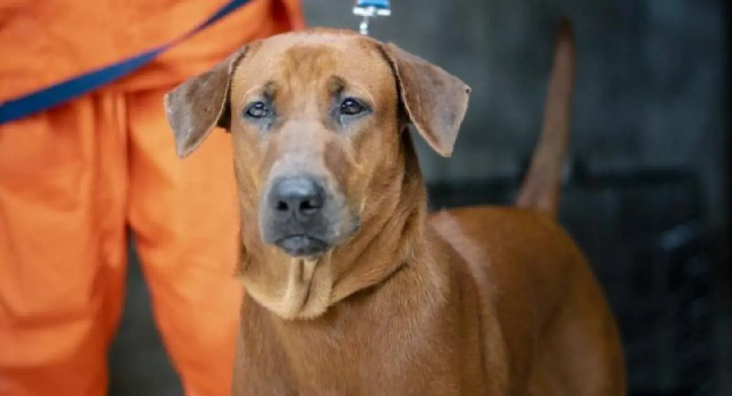 Soi Dog project marks 250,000th sterilisation Soi Dog project marks 250,000th sterilisation