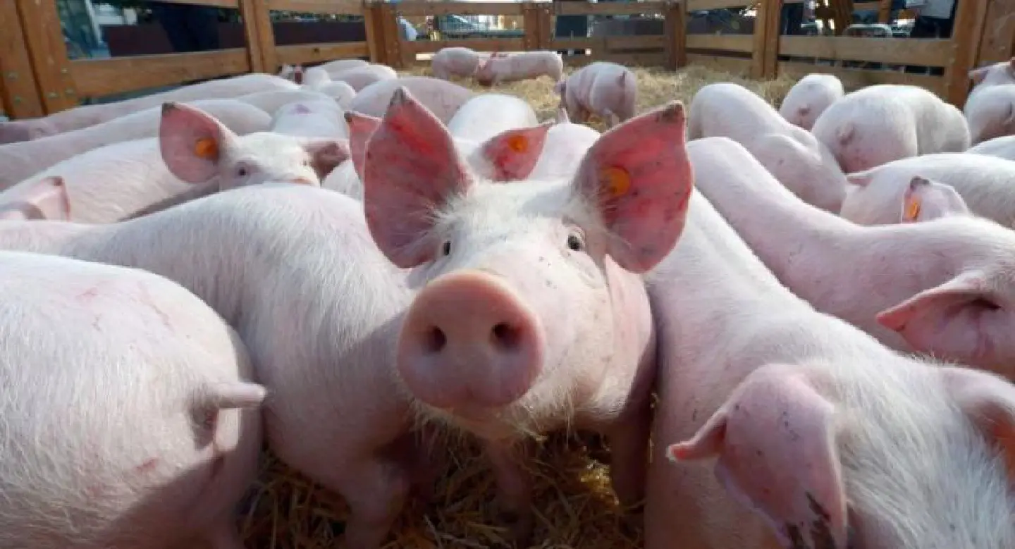 Boar smuggling risks swine fever ravaging pork industry Boar smuggling risks swine fever ravaging pork industry
