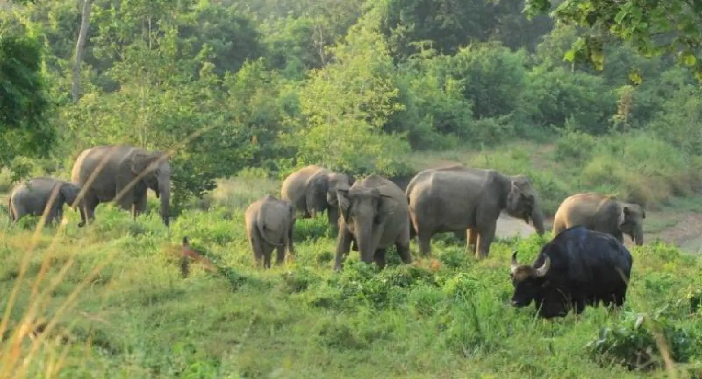 Kuiburi National Park plan aims to contain human-elephant conflict Kuiburi National Park plan aims to contain human-elephant conflict