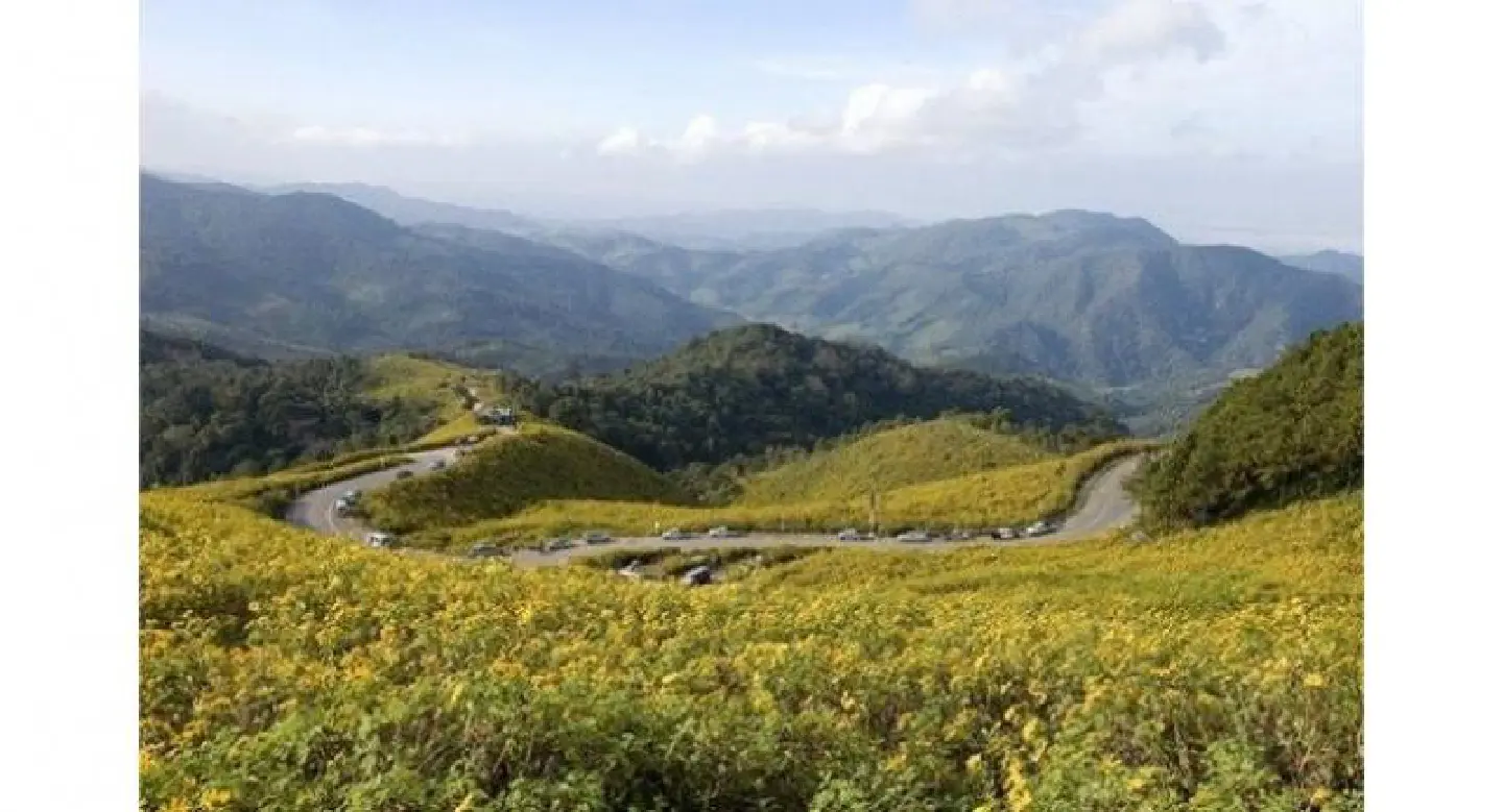 Mexican sunflowers set to brighten the hills of Mae Hong Son Mexican sunflowers set to brighten the hills of Mae Hong Son
