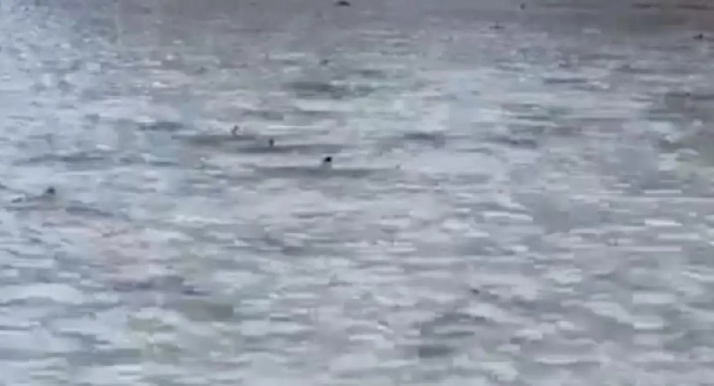 More blacktip reef sharks spotted at recovering Maya Bay More blacktip reef sharks spotted at recovering Maya Bay