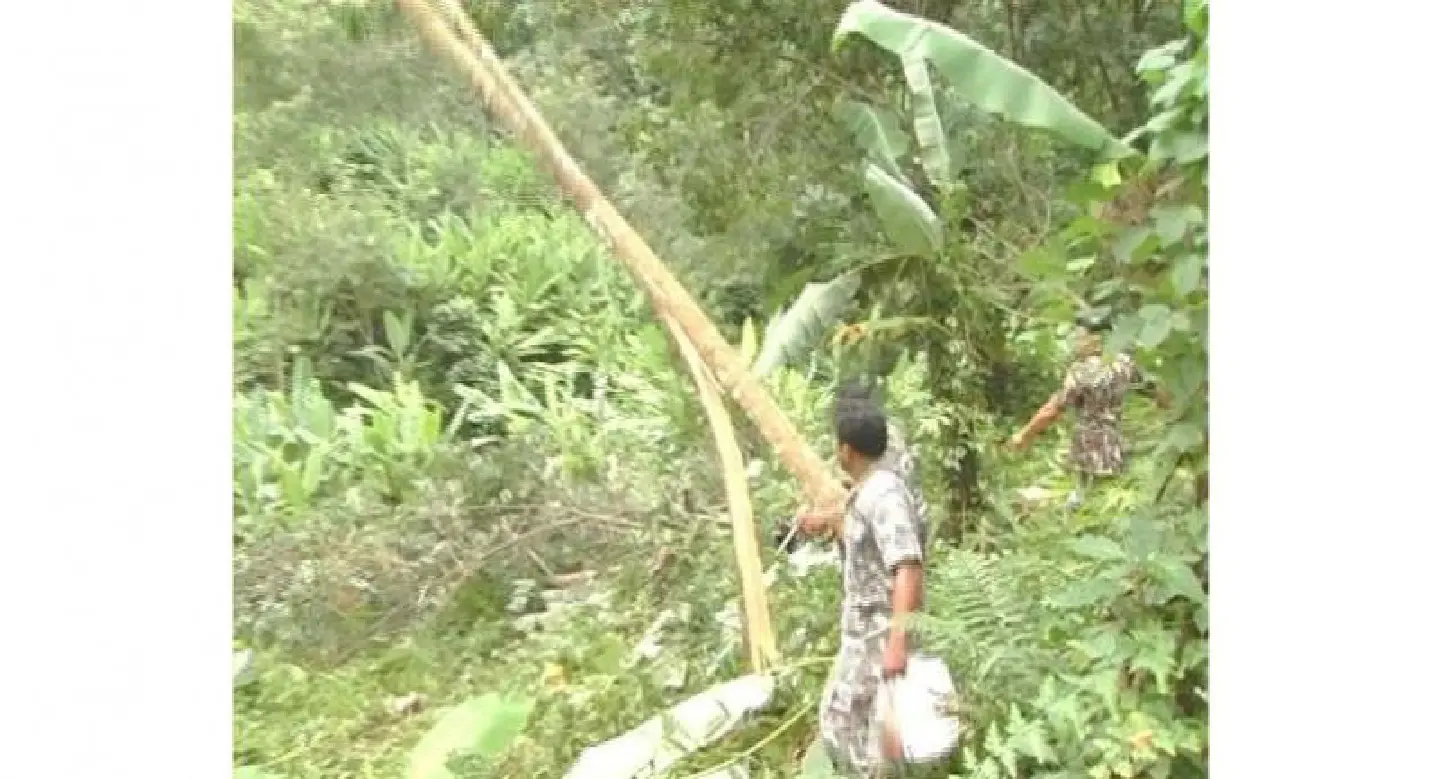 Officials cut down 1,500 encroaching rubber trees in Nakhon Si Thammarat after court ruling
