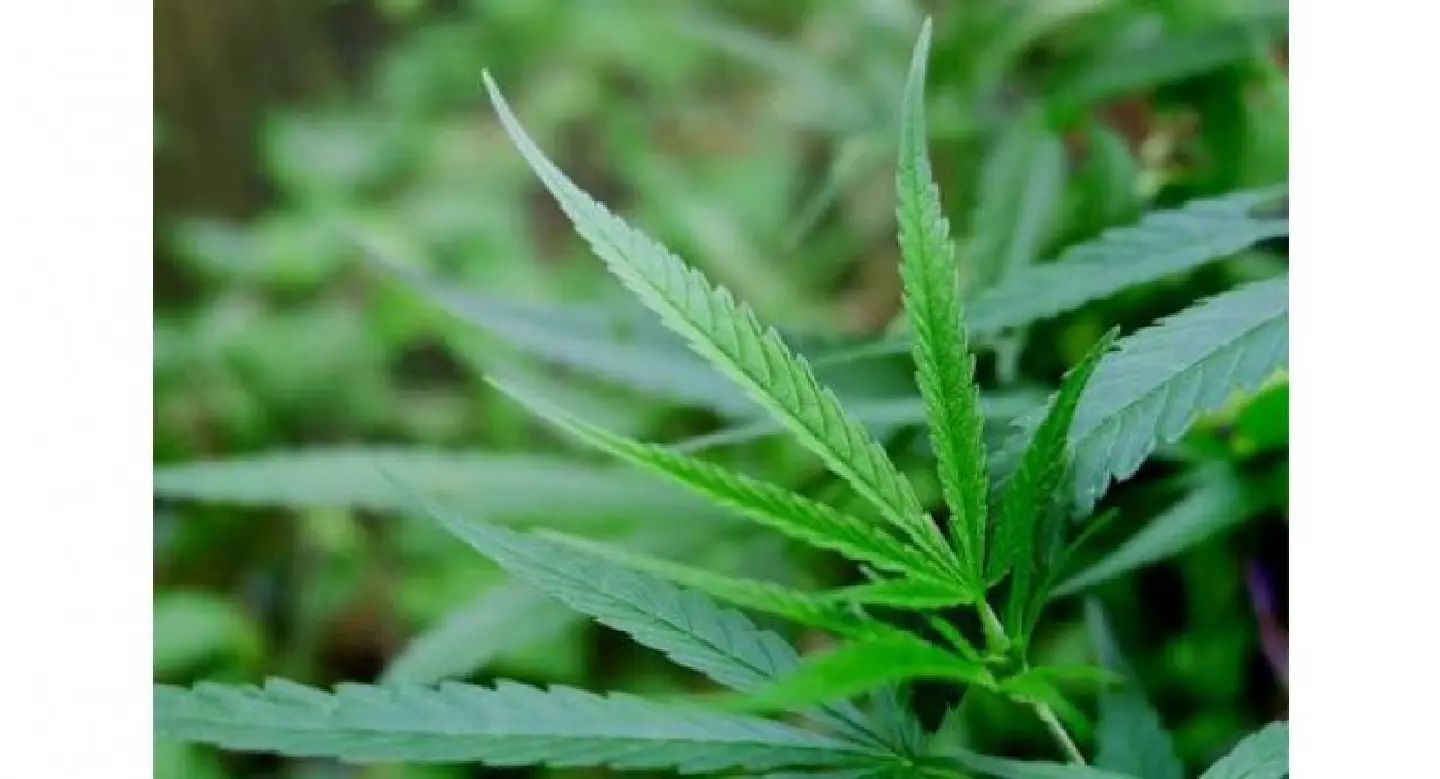 New technology ‘will efficiently keep tabs on marijuana in the country’