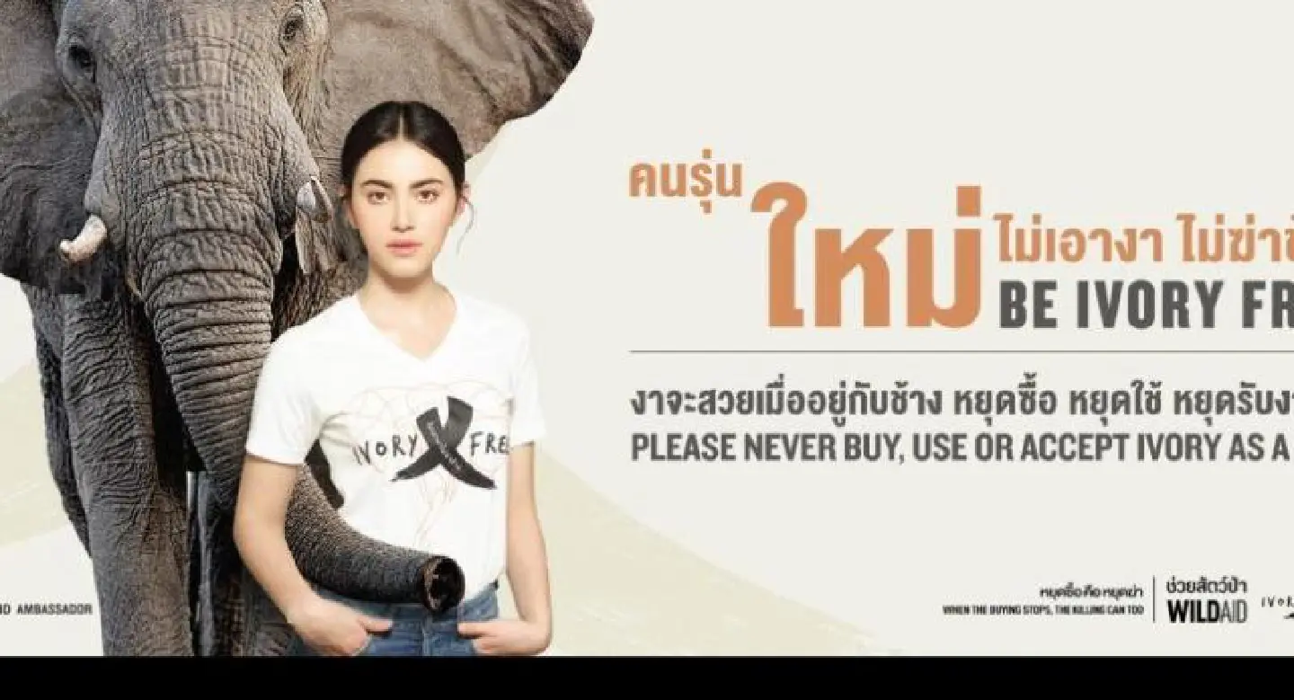 SPECIAL REPORT: Dealing with the elephant in the room – ivory trade