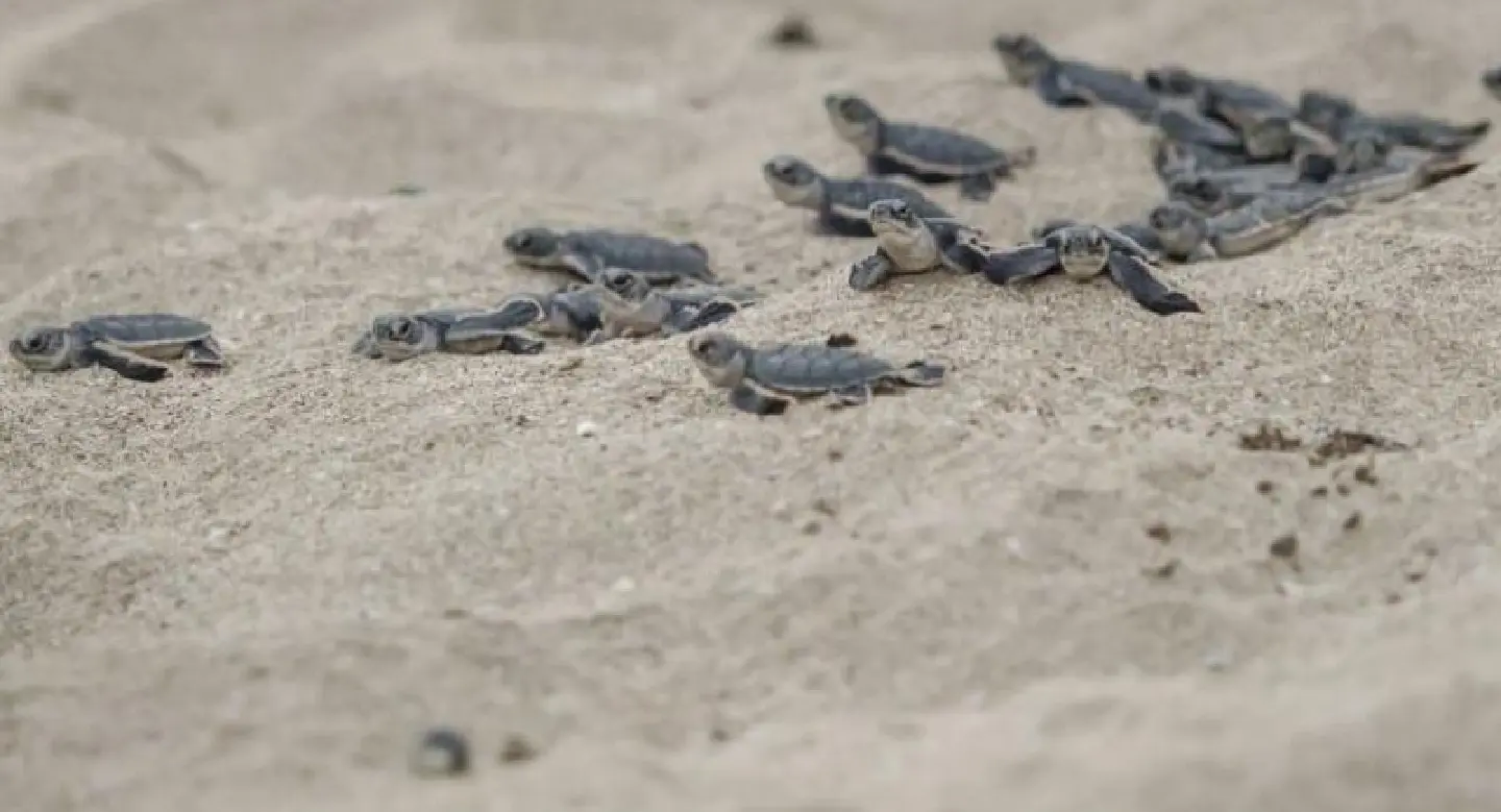 Flippin' hard: Myanmar's sea turtles fight against the odds