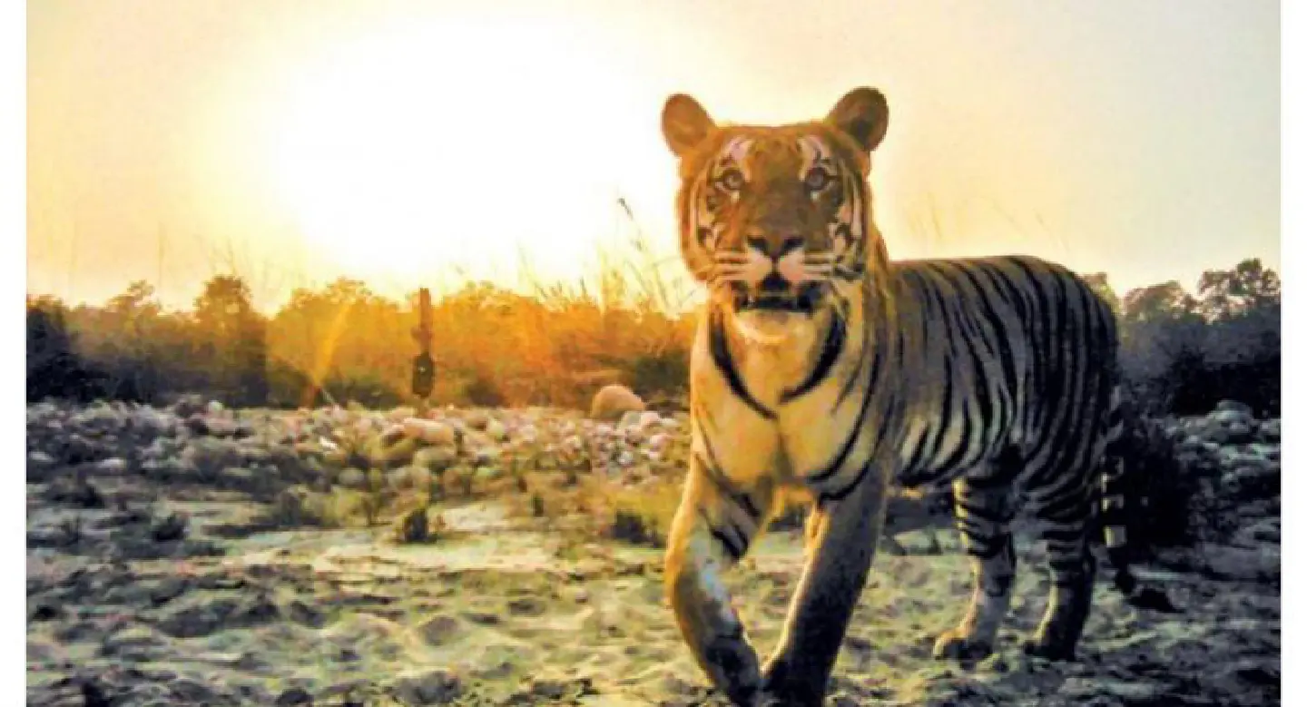 ‘Selfie tigers’ help Nepal keep count of the big cats ‘Selfie tigers’ help Nepal keep count of the big cats