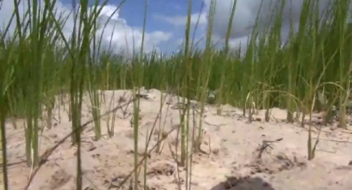 Five Khon Kaen districts declared drought zones