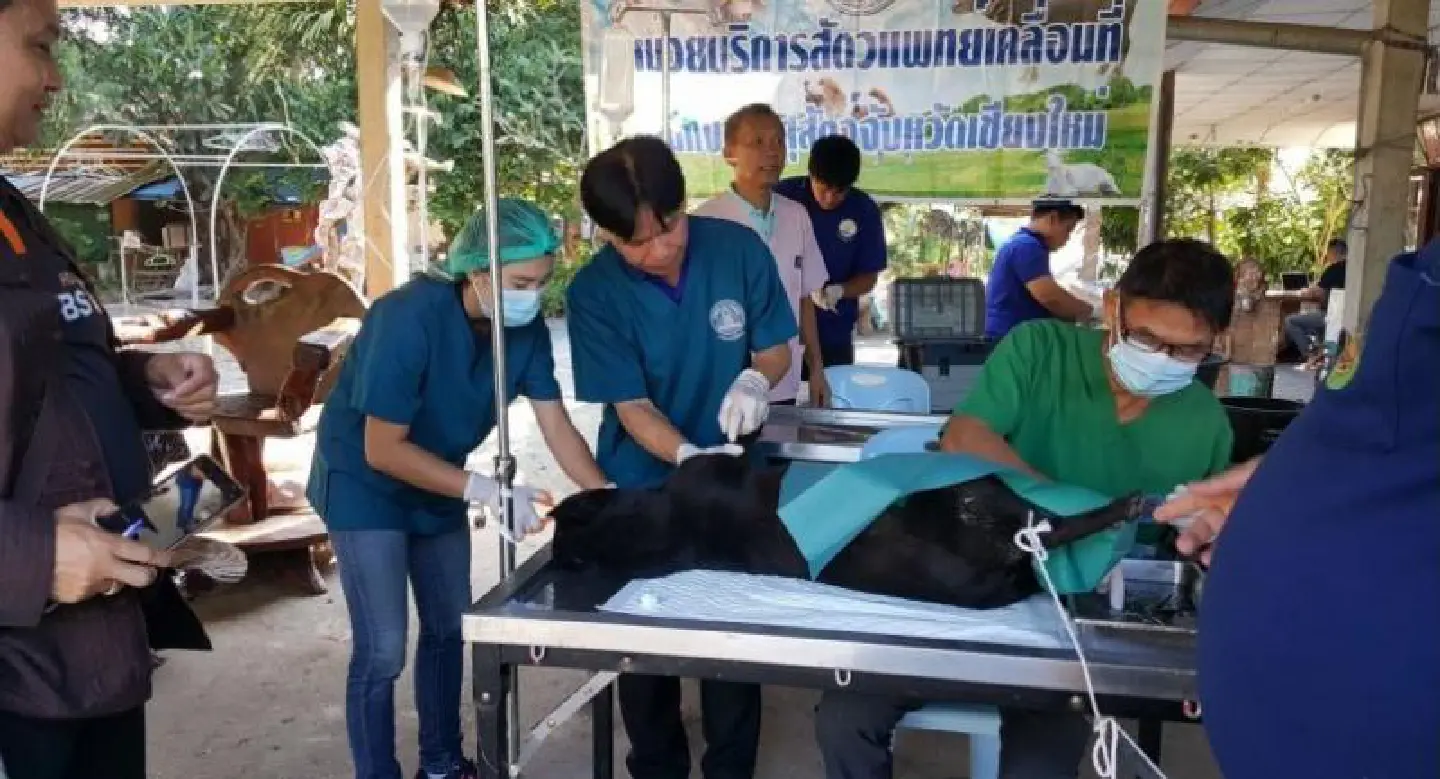 Livestock officials round up stray dogs in Chiang Mai village after girl is mauled Livestock officials round up stray dogs in Chiang Mai village after girl is mauled
