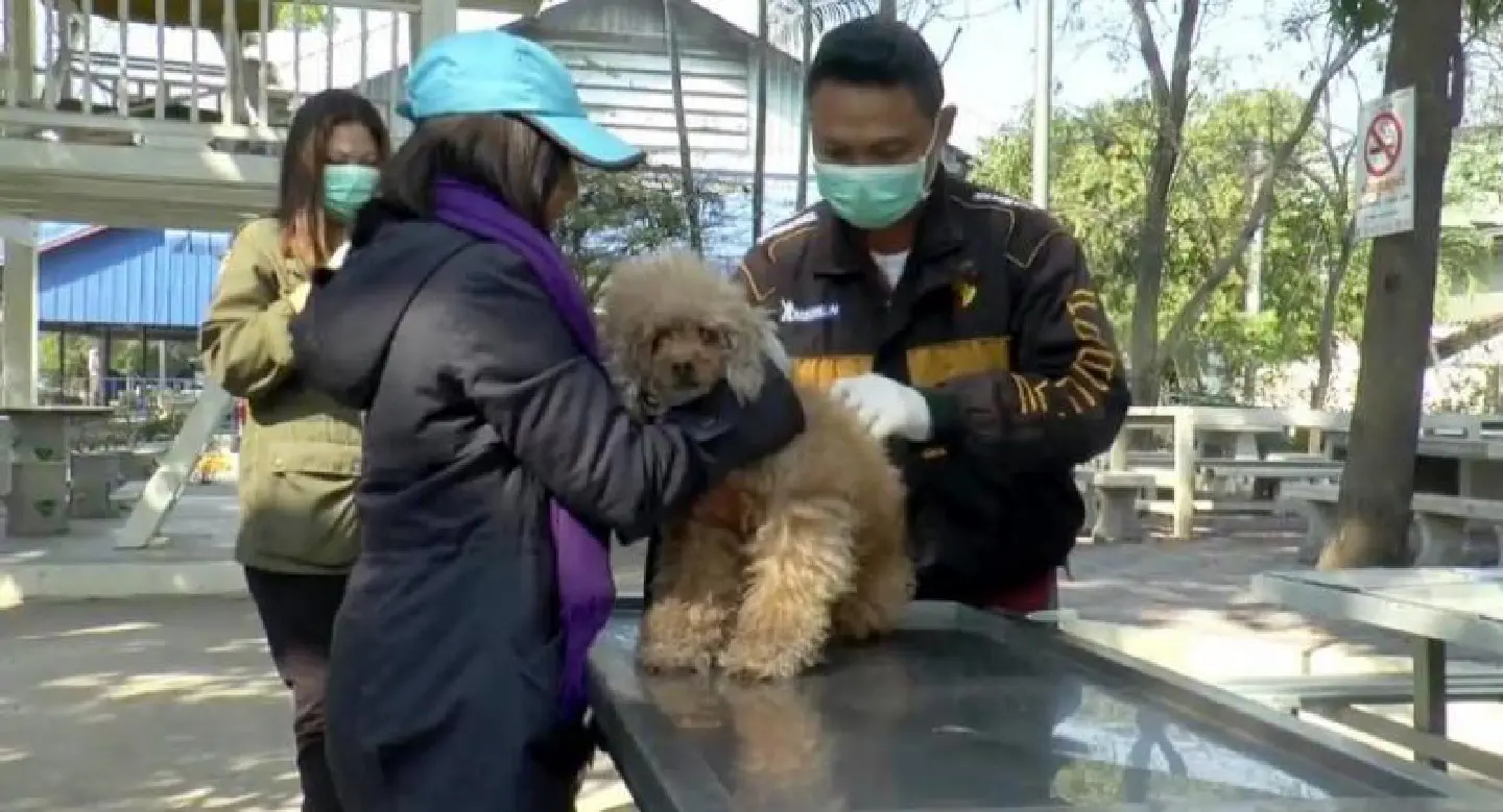 Rabies vaccinations for dogs and cats after boy and father bitten Rabies vaccinations for dogs and cats after boy and father bitten