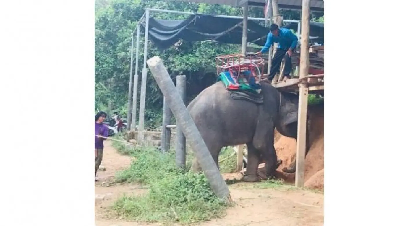 Canadian tourist injured after she falls from elephant ride Canadian tourist injured after she falls from elephant ride