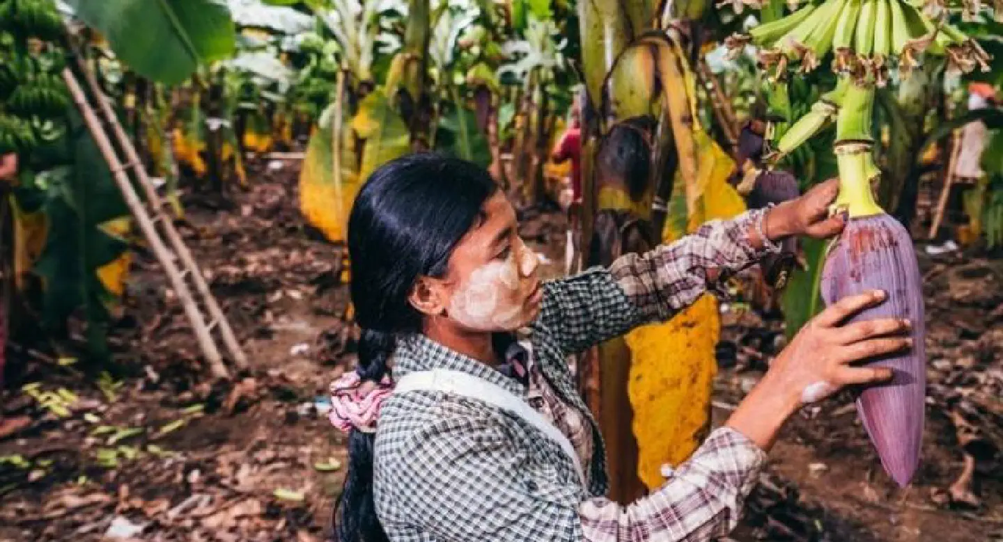 On Myanmar border, a city thrives