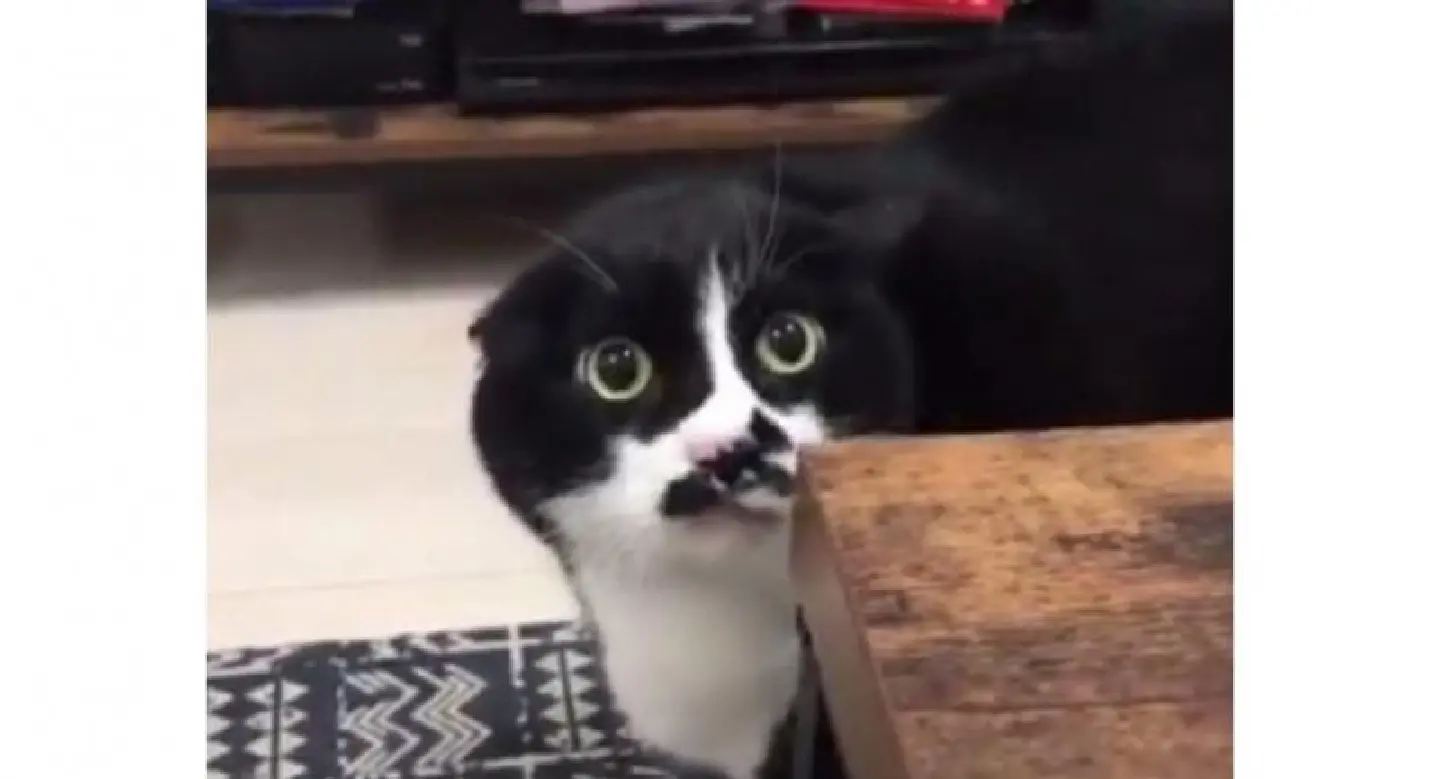 WATCH: Weird cat cries out ‘loliloli’ instead of ‘meow’