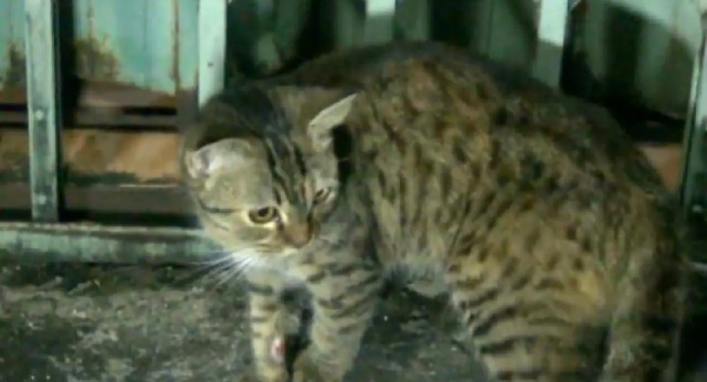 Garfield the tomcat has a lucky escape Garfield the tomcat has a lucky escape