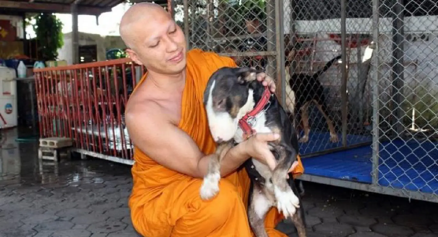 Abbot in Phayao seeks donations for animal furnace Abbot in Phayao seeks donations for animal furnace