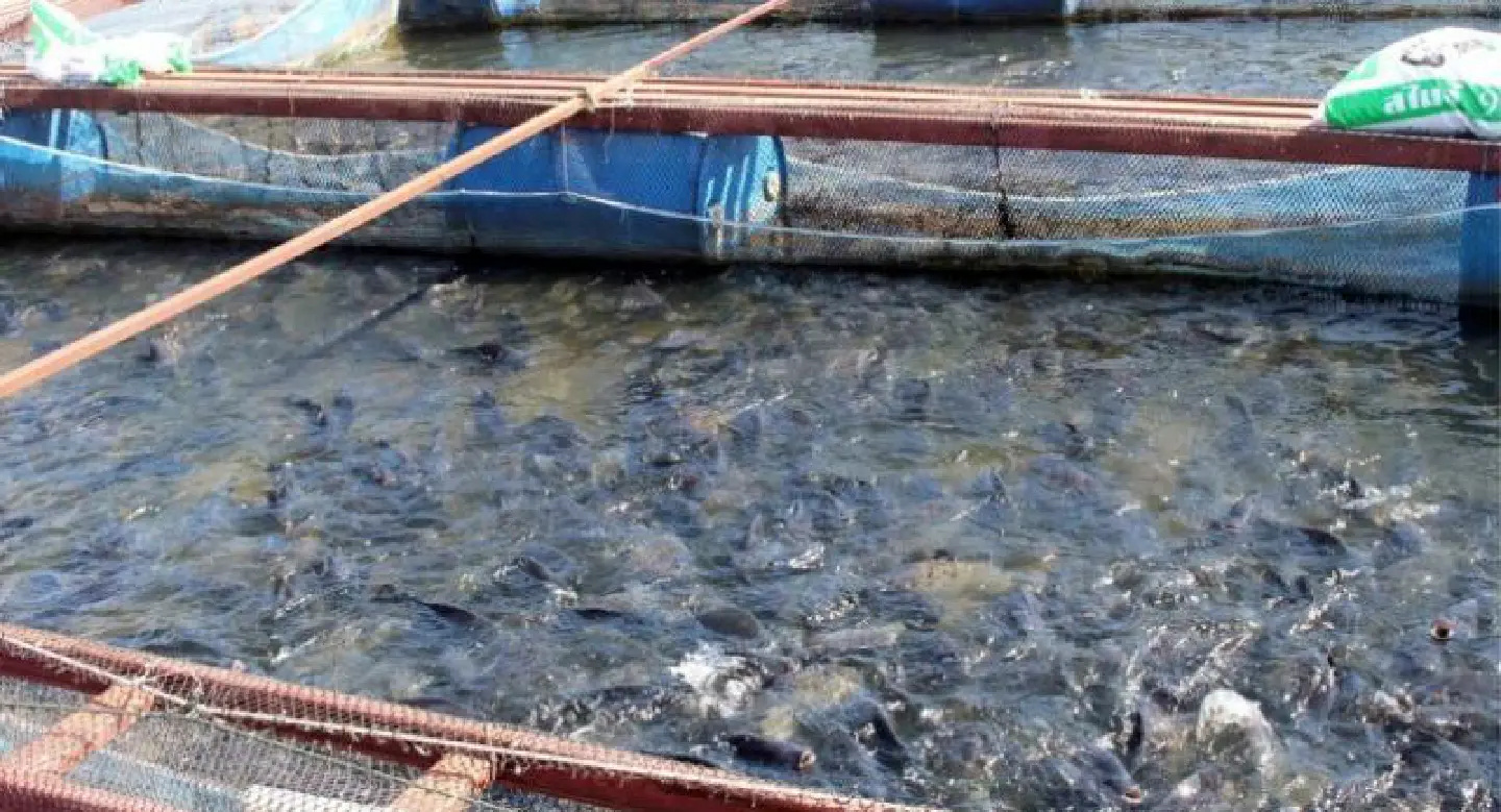 Call for action to halt farmers’ use of antibiotics for fish, prawn stocks as drug-resistance fears Call for action to halt farmers’ use of antibiotics for fish, prawn stocks as drug-resistance fears