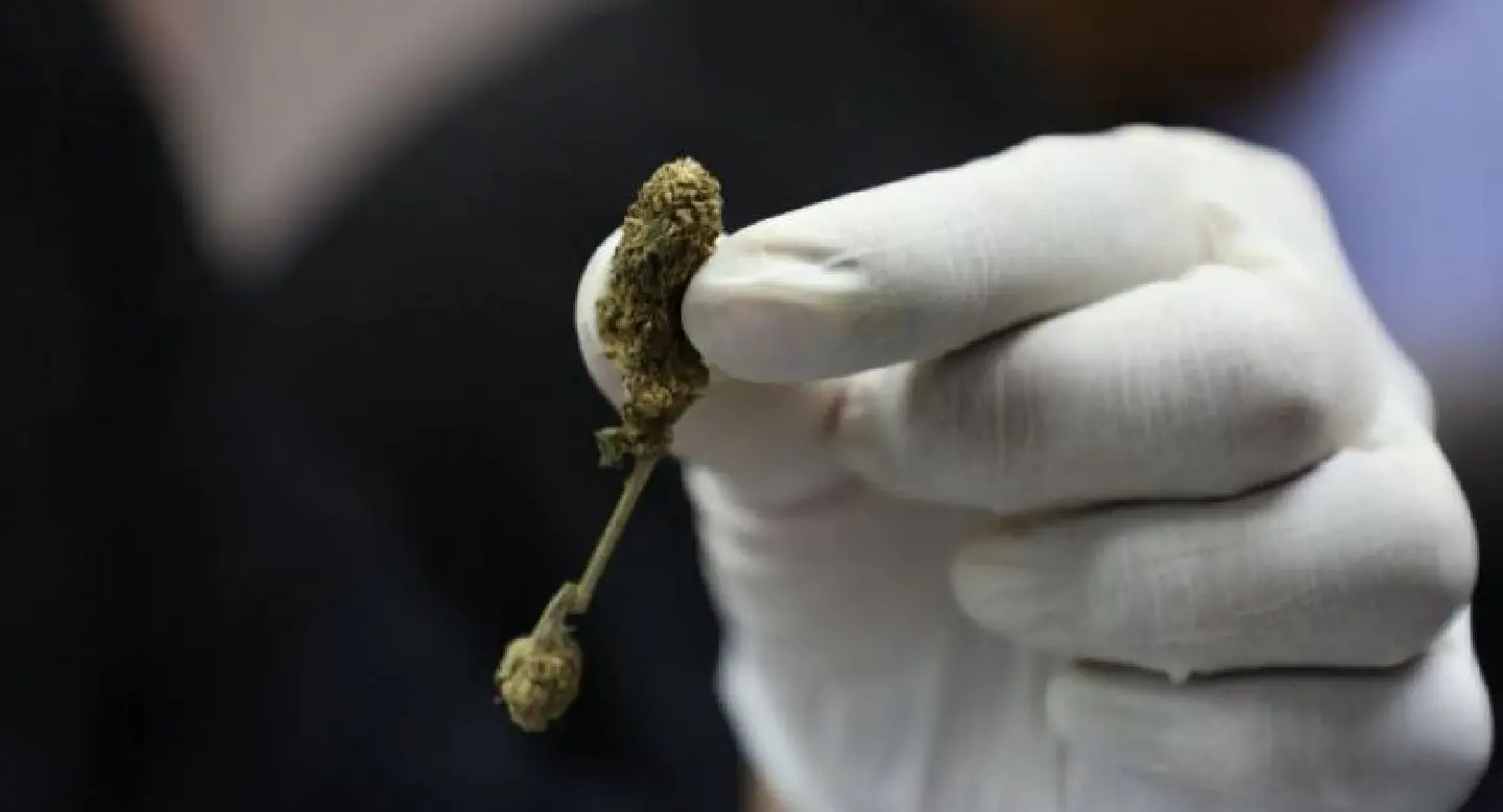 Cannabis patent application rejection not enough: activists Cannabis patent application rejection not enough: activists