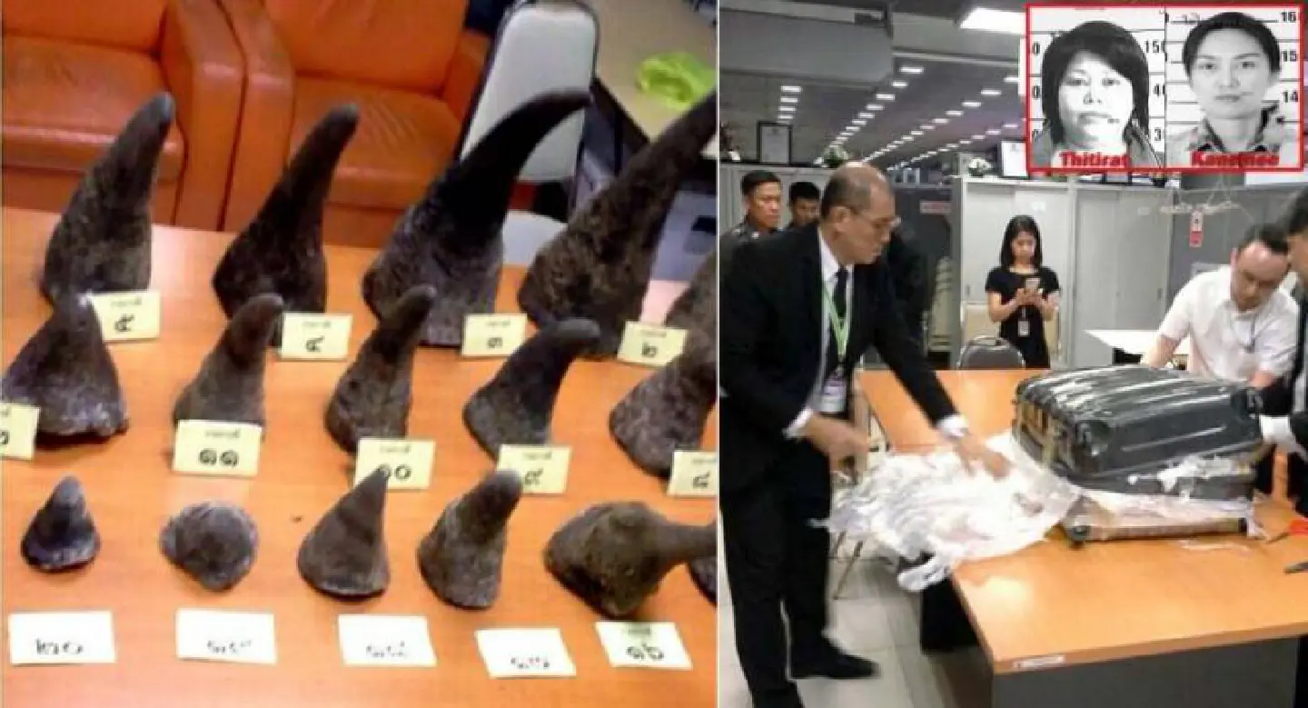Three sentenced to 4 years in jail for attempted rhino horn smuggling