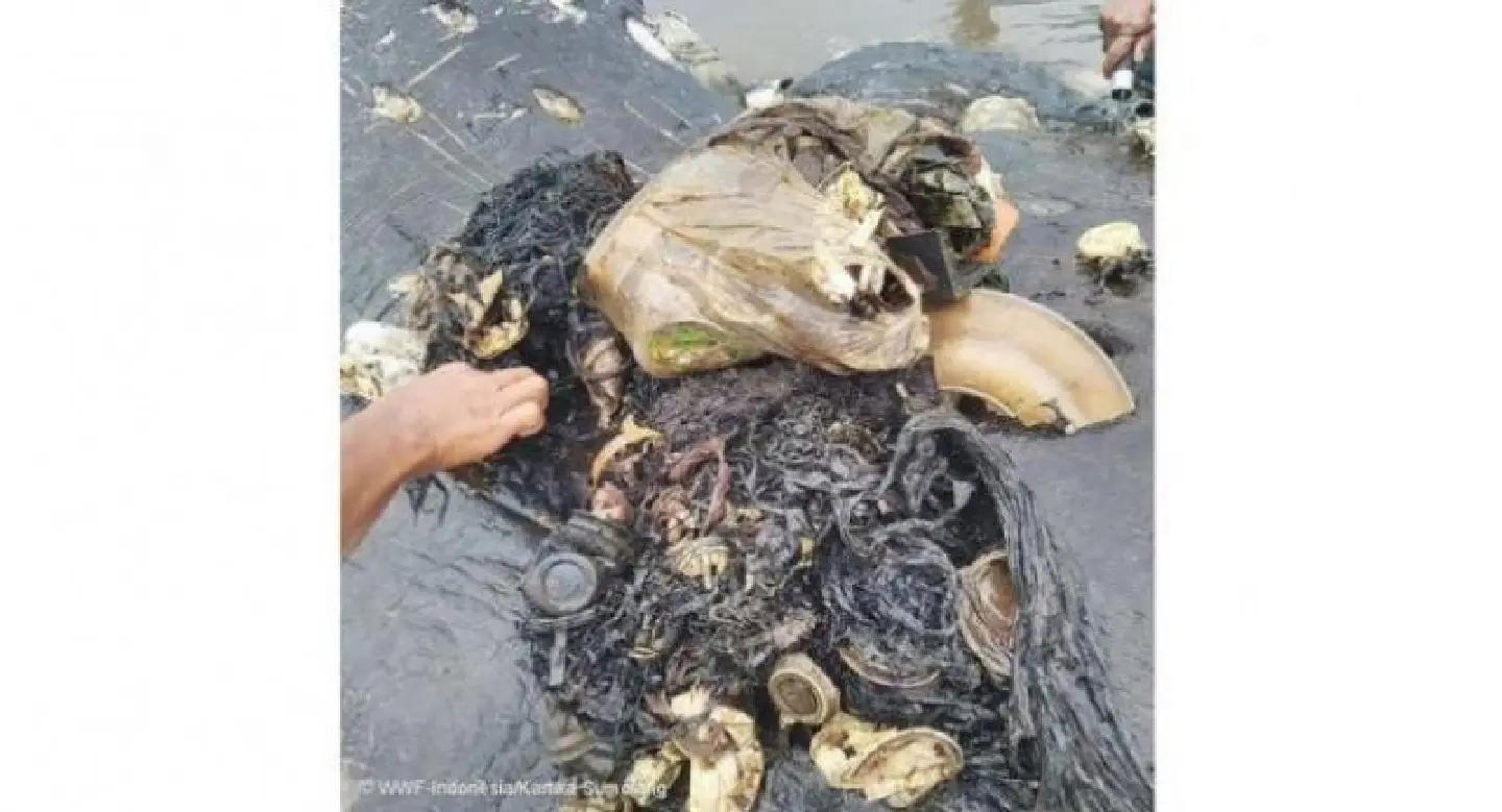 Dead sperm whale in Indonesia found with 6kg of trash in stomach