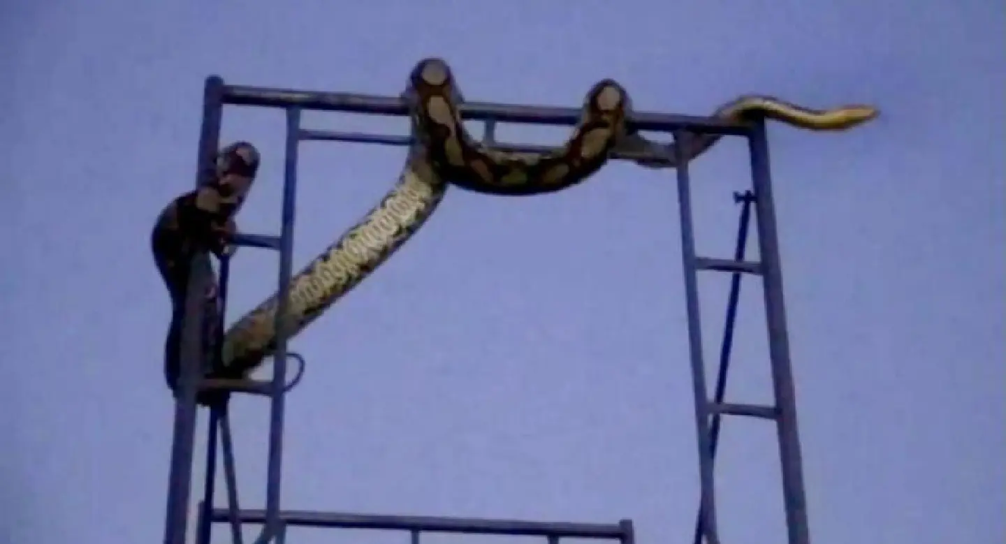 Large python captured at Chon Buri charity run stage