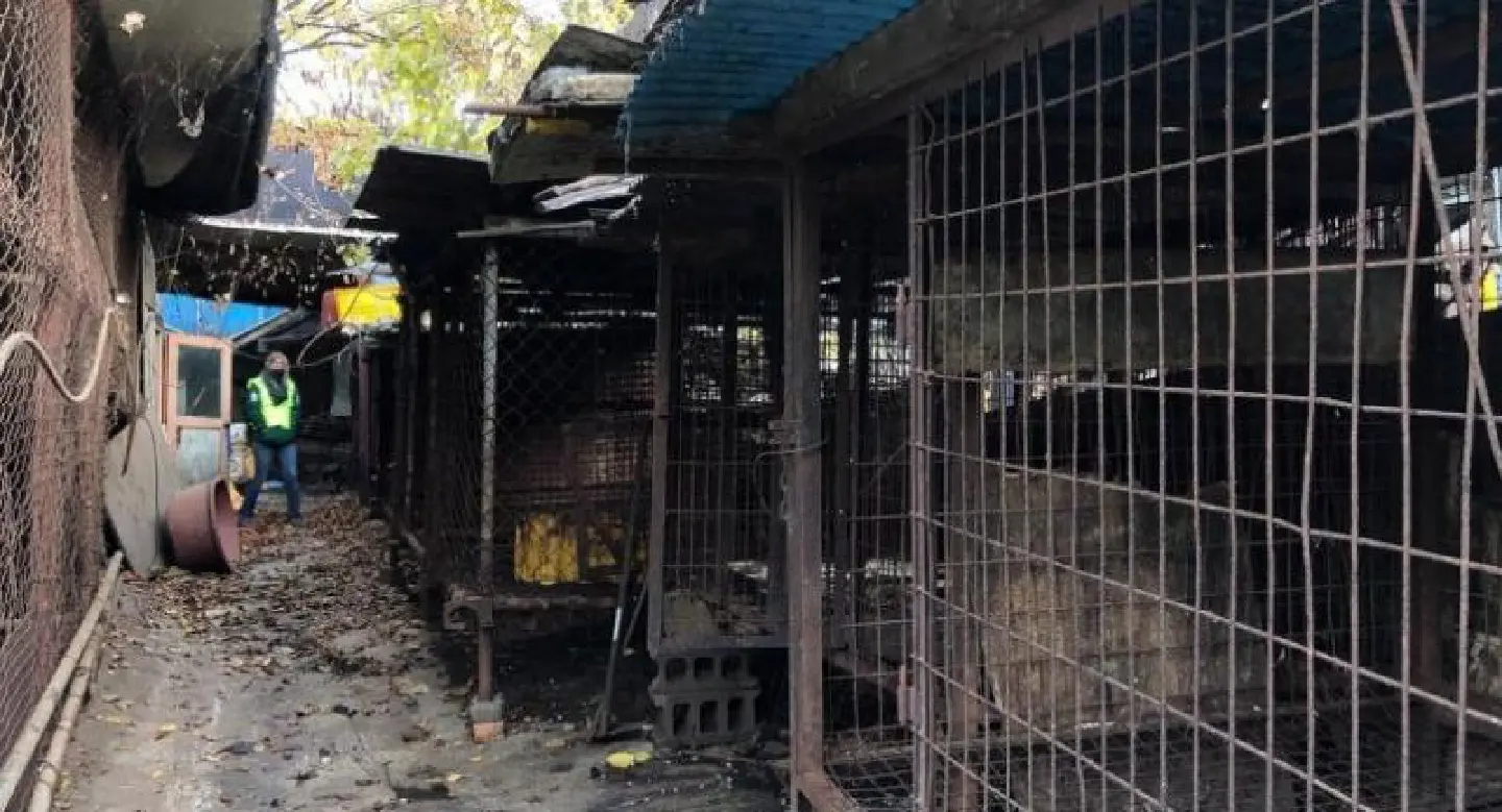 South Korea closes biggest dog slaughterhouse complex South Korea closes biggest dog slaughterhouse complex
