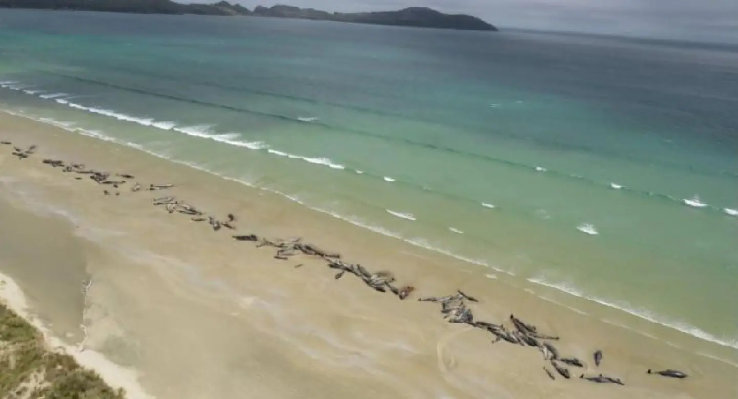 145 whales die on remote New Zealand beach 145 whales die on remote New Zealand beach